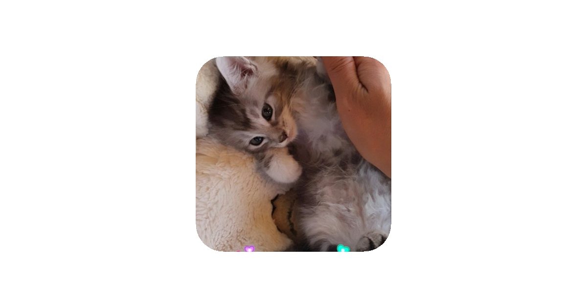 공유 카드