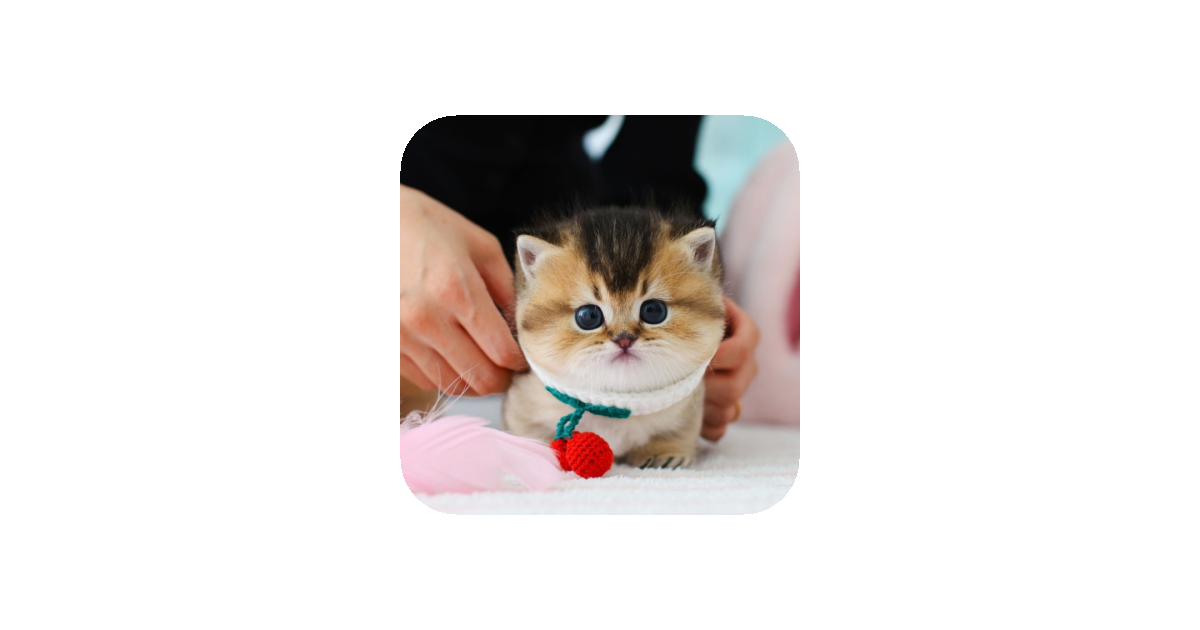 공유 카드