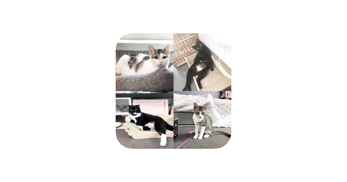 공유 카드
