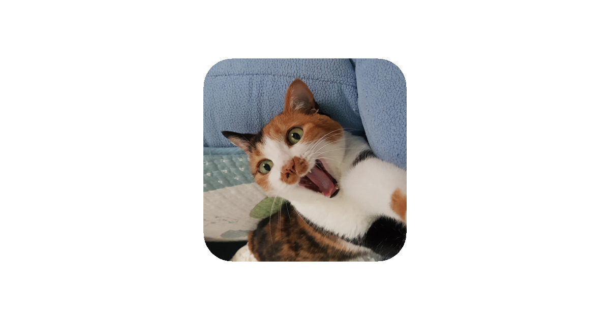 공유 카드