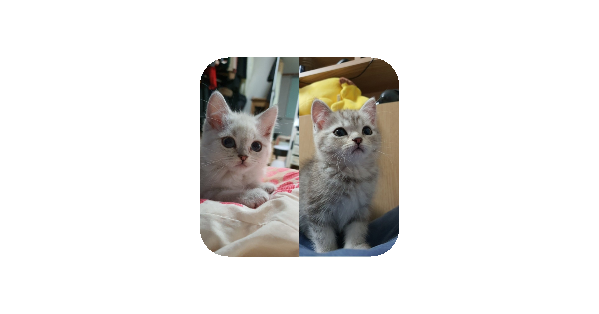 공유 카드