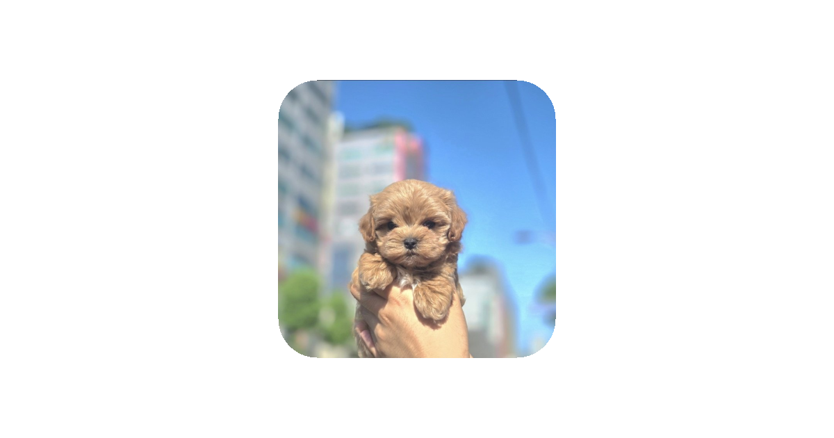 공유 카드
